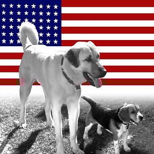 Foto Como Cães e Gatos