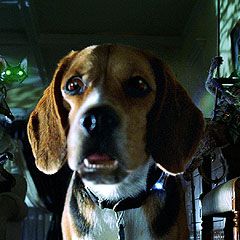 Foto Como Cães e Gatos