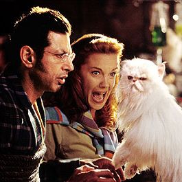 Foto Como Cães e Gatos