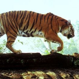 Foto Era Uma Vez Dois Irmãos