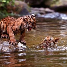 Foto Era Uma Vez Dois Irmãos