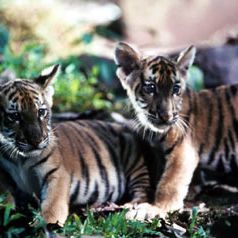 Foto Era Uma Vez Dois Irmãos