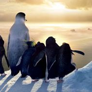 Foto Happy Feet - O Pinguim