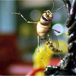 Foto Mortadelo e Salaminho -Agentes Nada Secretos