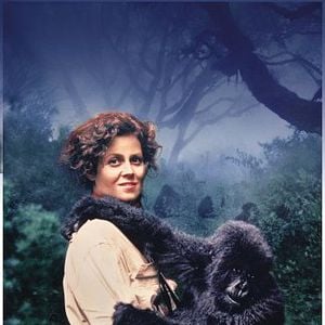 Foto Nas Montanhas dos Gorilas