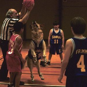 Foto Bud, O Cão Amigo