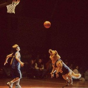 Foto Bud, O Cão Amigo