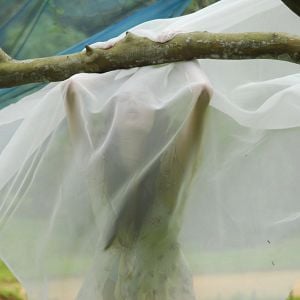 Foto Se Nada Mais Der Certo