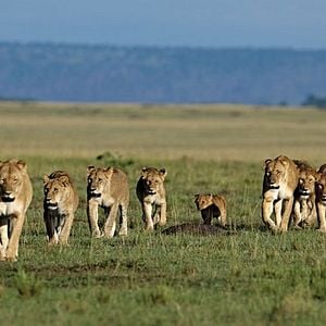 Foto Reino dos Felinos