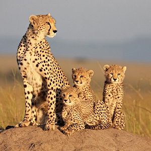 Foto Reino dos Felinos