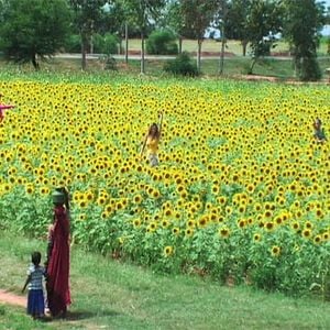 Foto Bollywood Dream - O Sonho Bollywoodiano