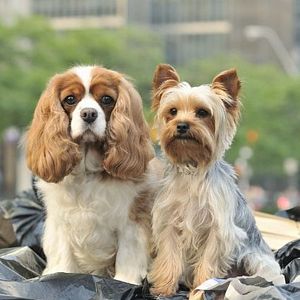 Foto A Fabulosa Aventura de Sharpay