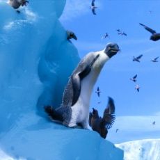 Foto Happy Feet 2 - O Pinguim