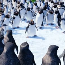 Foto Happy Feet 2 - O Pinguim