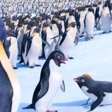 Foto Happy Feet 2 - O Pinguim