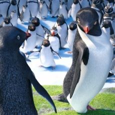 Foto Happy Feet 2 - O Pinguim