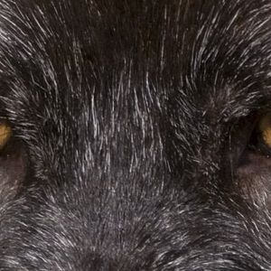 Foto Loup - Uma Amizade para Sempre