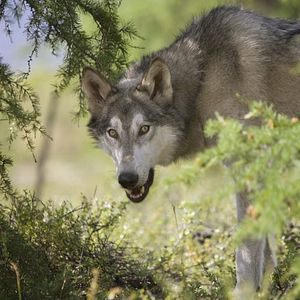 Foto Loup - Uma Amizade para Sempre