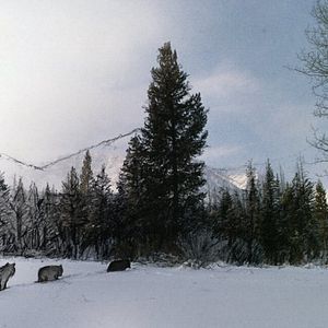 Foto Loup - Uma Amizade para Sempre