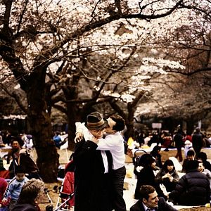Foto Hanami - Cerejeiras em Flor