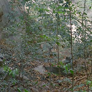 Foto O Abismo Prateado