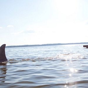 Foto Terror na Água 3D