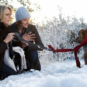 Foto Querido Companheiro