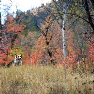 Foto Querido Companheiro