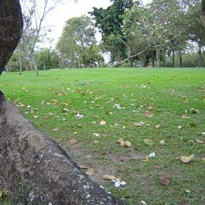 Foto O Cinema É Meu Jardim