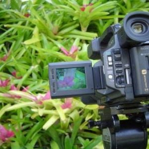 Foto O Cinema É Meu Jardim