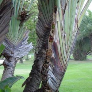 Foto O Cinema É Meu Jardim