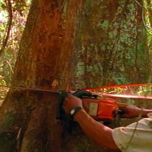 Foto Tamboro - Para Todos Sem Exceção