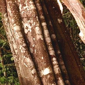 Foto Tamboro - Para Todos Sem Exceção