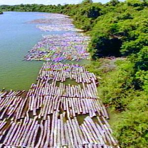 Foto Tamboro - Para Todos Sem Exceção