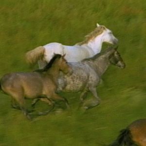 Foto Tamboro - Para Todos Sem Exceção