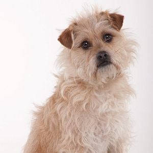 Foto Procura-se um Amigo para o Fim do Mundo