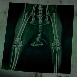 Foto Thale - Ela Veio da Floresta