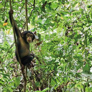 Foto Alastair Fothergill