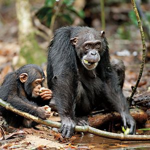 Foto Chimpanzés