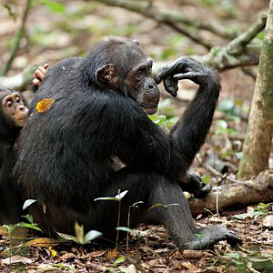 Foto Chimpanzés