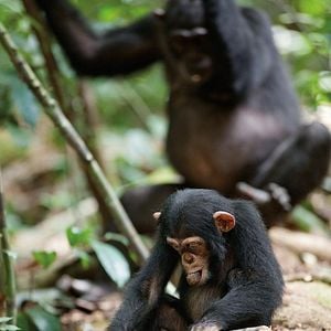 Foto Chimpanzés