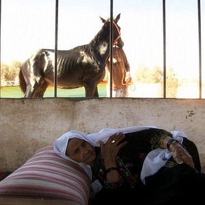 Foto A Ira da Tartaruga