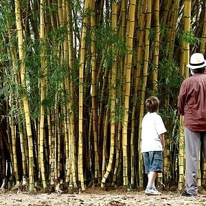 Foto Meu Pé de Laranja Lima