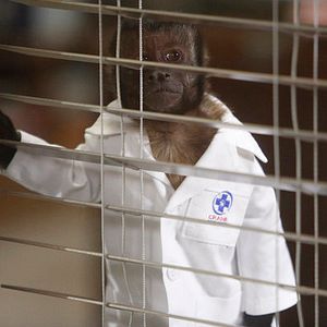 Foto Animal Practice