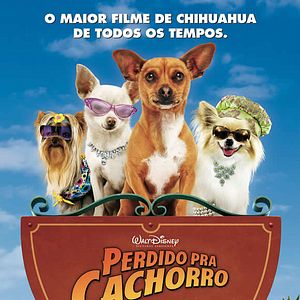 Foto Perdido pra Cachorro