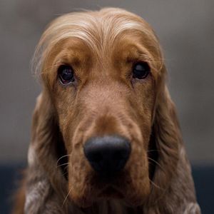 Foto Cão que Ladra não Morde