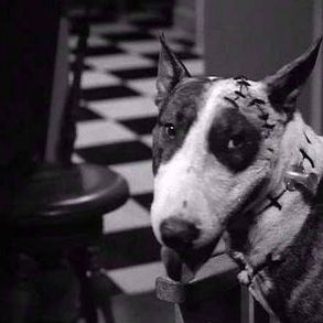 Foto Frankenweenie