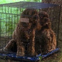 Foto Dois Cachorrinhos Milagrosos