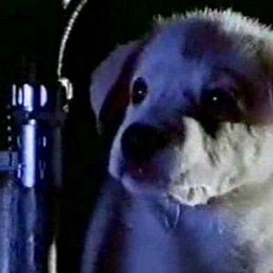 Foto Cachorro Atômico