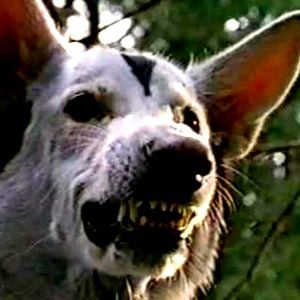 Foto Cachorro Atômico